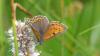 Lycaena hippothoe